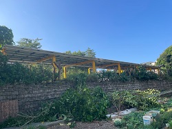 鶯歌區樹木修剪