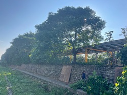 鶯歌區樹木修剪