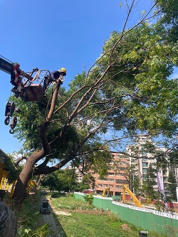 鶯歌區樹木修剪環境整理
