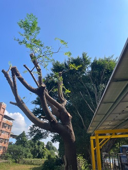 鶯歌區樹木修剪環境整理