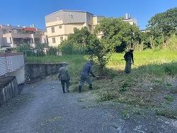 楊梅區割草