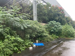 桃園平鎮區割草
