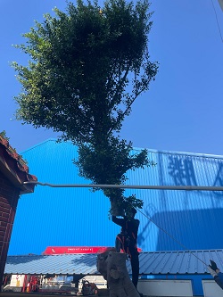 觀音區鋸樹