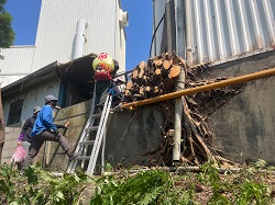 觀音區廠房樹木鋸除，噴藥