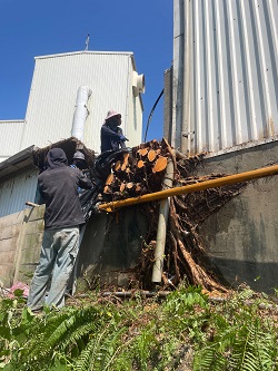 觀音區廠房樹木鋸除，蓋黑色塑膠袋