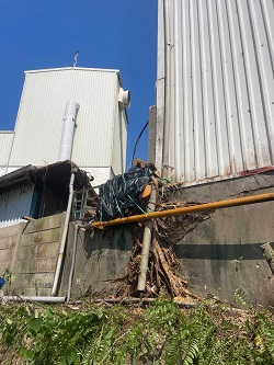 觀音區廠房樹木鋸除，蓋黑色塑膠袋