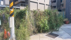 桃園觀音割草