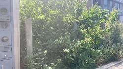 桃園觀音區割草