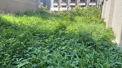 桃園觀音區割草