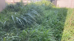 桃園觀音區割草