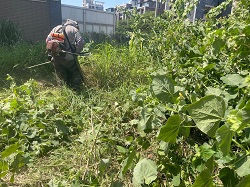 桃園觀音區割草