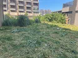 桃園觀音區割草