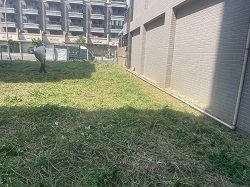 桃園觀音區割草