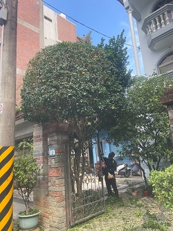 桃園平鎮社區樹木造型修剪