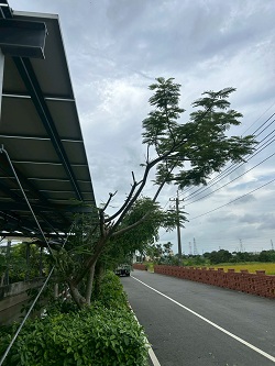 台中大肚割草