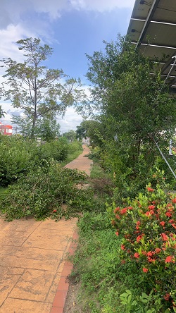 台中大肚除草