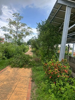 台中大肚除草
