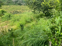 台中后里割草