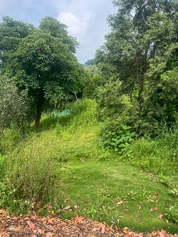 台中后里除草