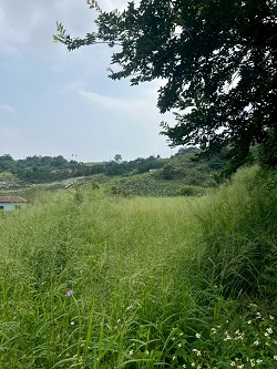 台中后里除草
