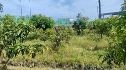 彰化社頭割草