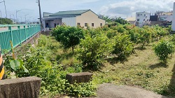 彰化社頭除草