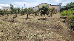 彰化社頭除草