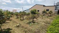 彰化社頭除草
