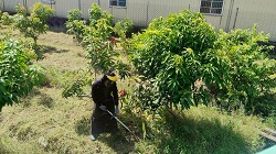 彰化社頭除草