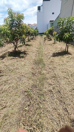 彰化社頭除草