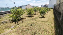 彰化社頭除草