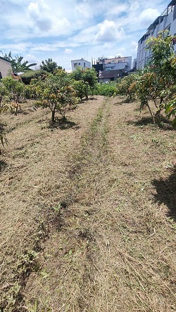 彰化社頭除草