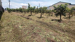 彰化社頭除草