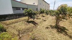 彰化社頭除草