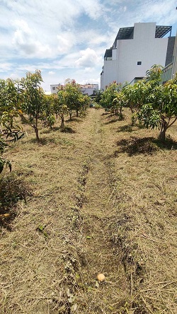 彰化社頭除草