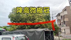 彰化縣鋸樹