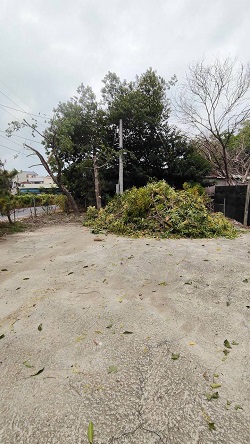 彰化縣鋸樹