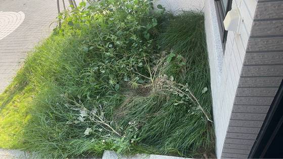 台中市沙鹿區割草