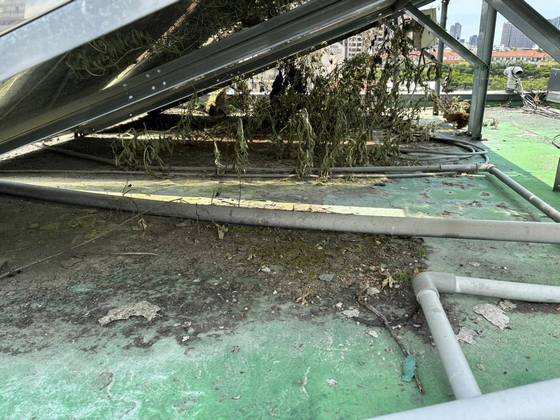 台中市太平區雜草處理