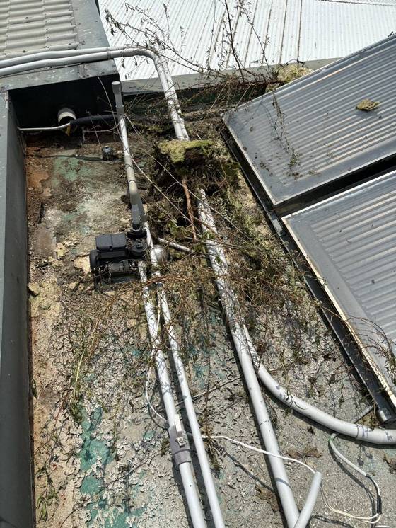 台中市太平區雜草處理