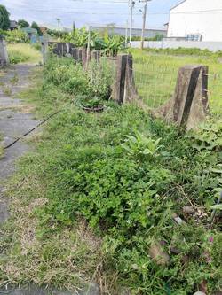 台中市霧峰區割草