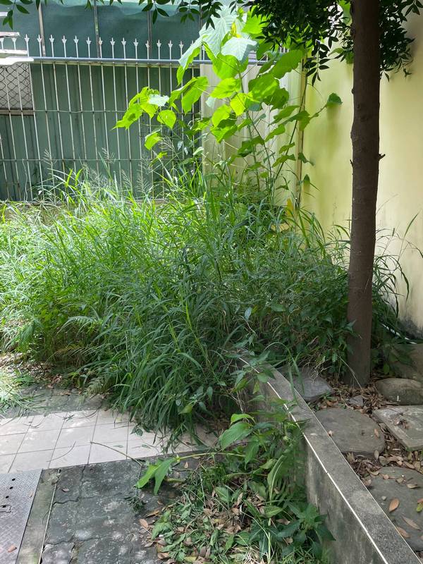 台中市北屯區割草