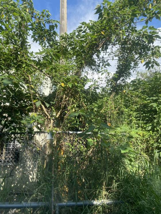 台中神岡區割草