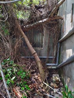 台中豐原區割草