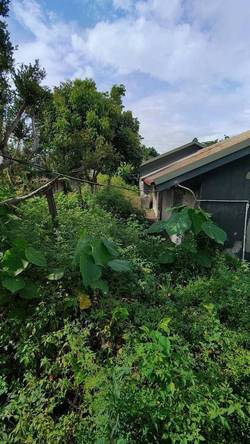 台中豐原區割草