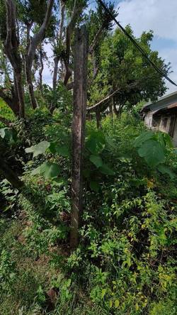 台中豐原區割草