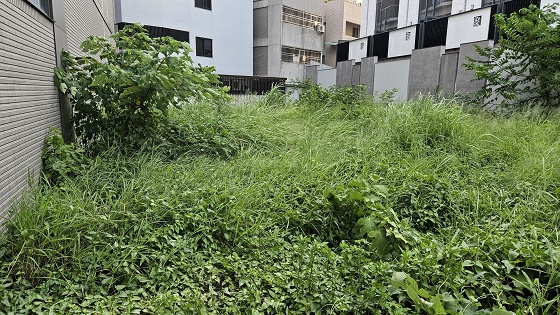 台中北屯除草