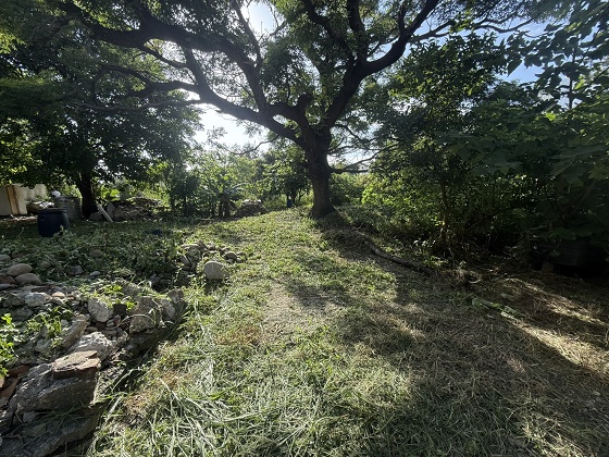 台中北屯除草