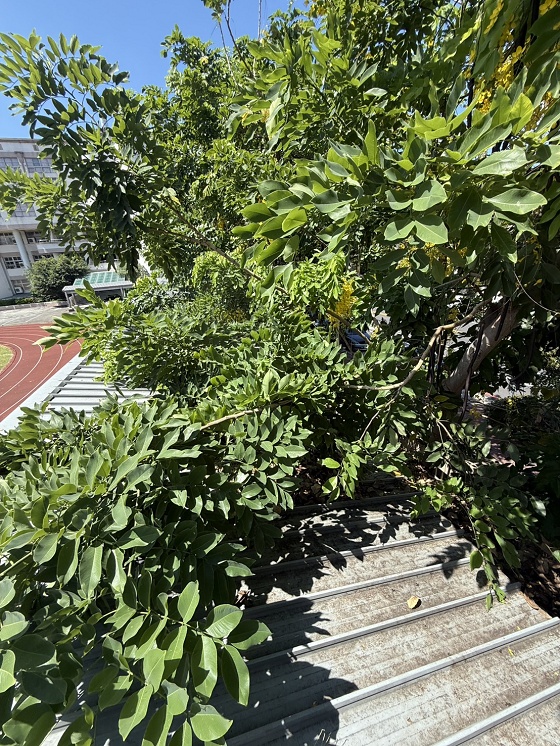 台中大里樹木修剪