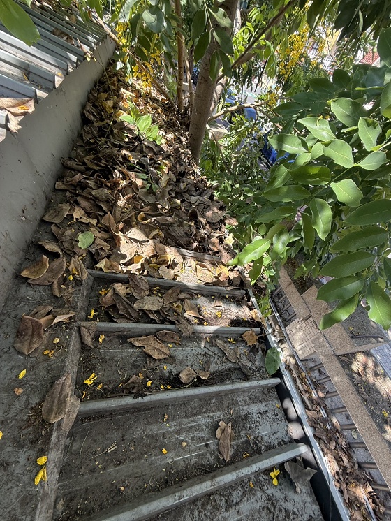 台中大里樹木修剪
